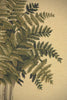 Fern Beige Large European Tapestry