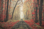 The Autumn Glade Path Decorative Pillow Cushion Cover