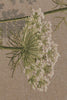 Umbels French Tapestry Table Runner