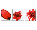 Red Flower Trilogy Canvas Art