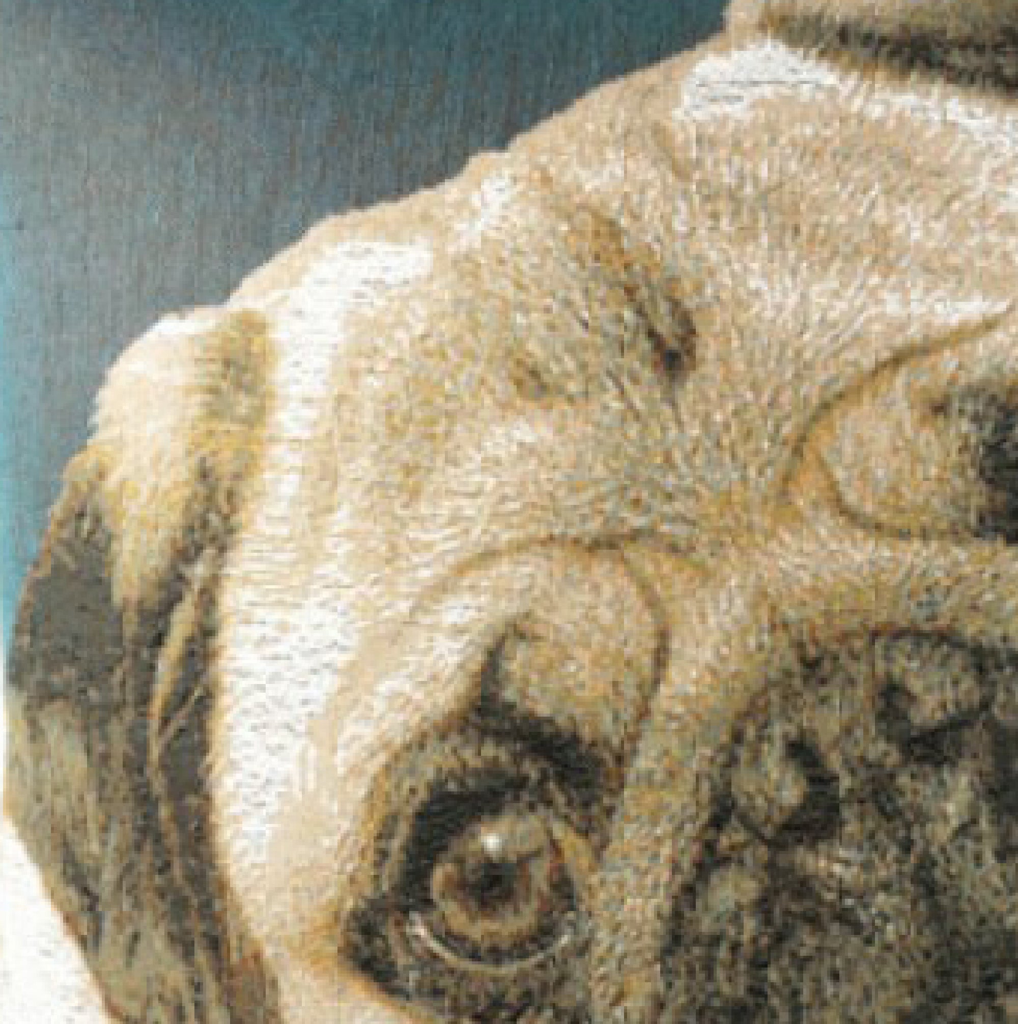 Pugs Face Blue II French Tapestry Cushion