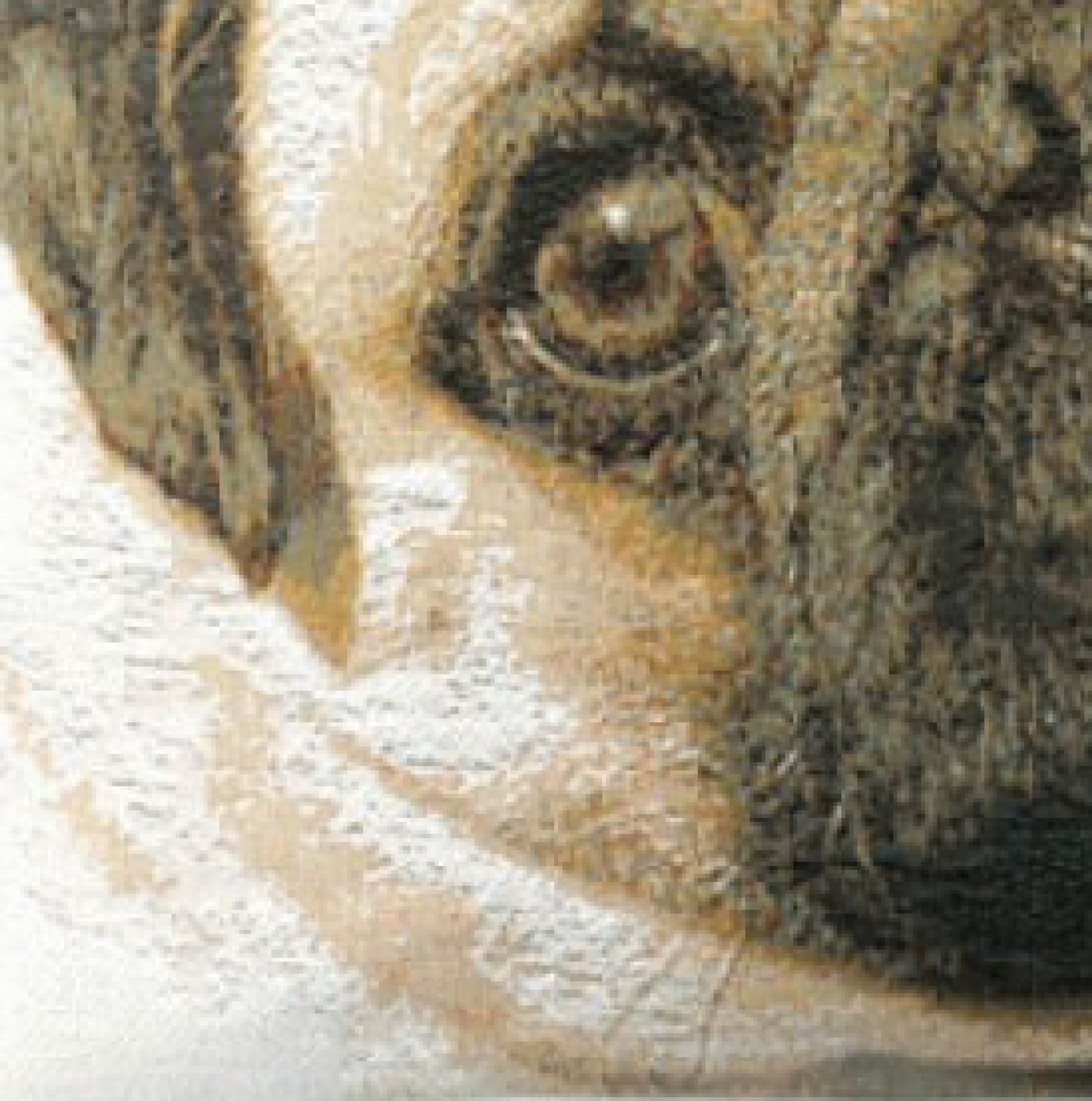 Pugs Face Blue II French Tapestry Cushion