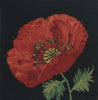 Poppy Red I Belgian Cushion Cover