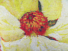 Fragrance I Belgian Tapestry Cushion